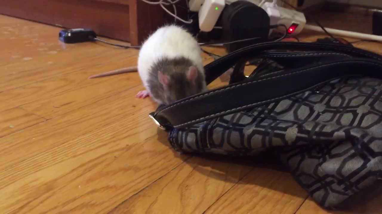 Money-hungry rat steals dollar bill from purse