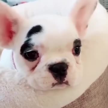 Funny Dogs Moment #shorts