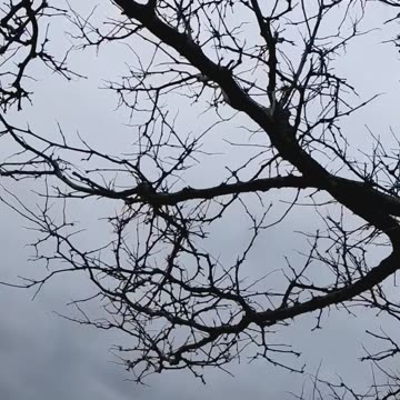 Multiple suns? Have you seen this?