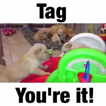 Adorable Golden Retriever puppies play on slide