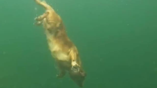 Dog Diving Live Edition Teaching