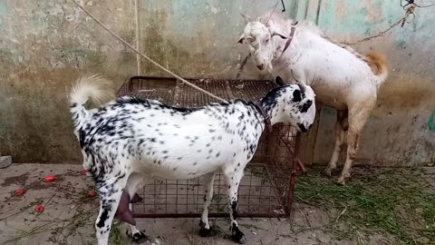 My cute goat my shop hear