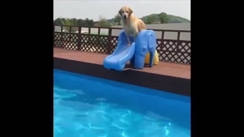 funny video!!!