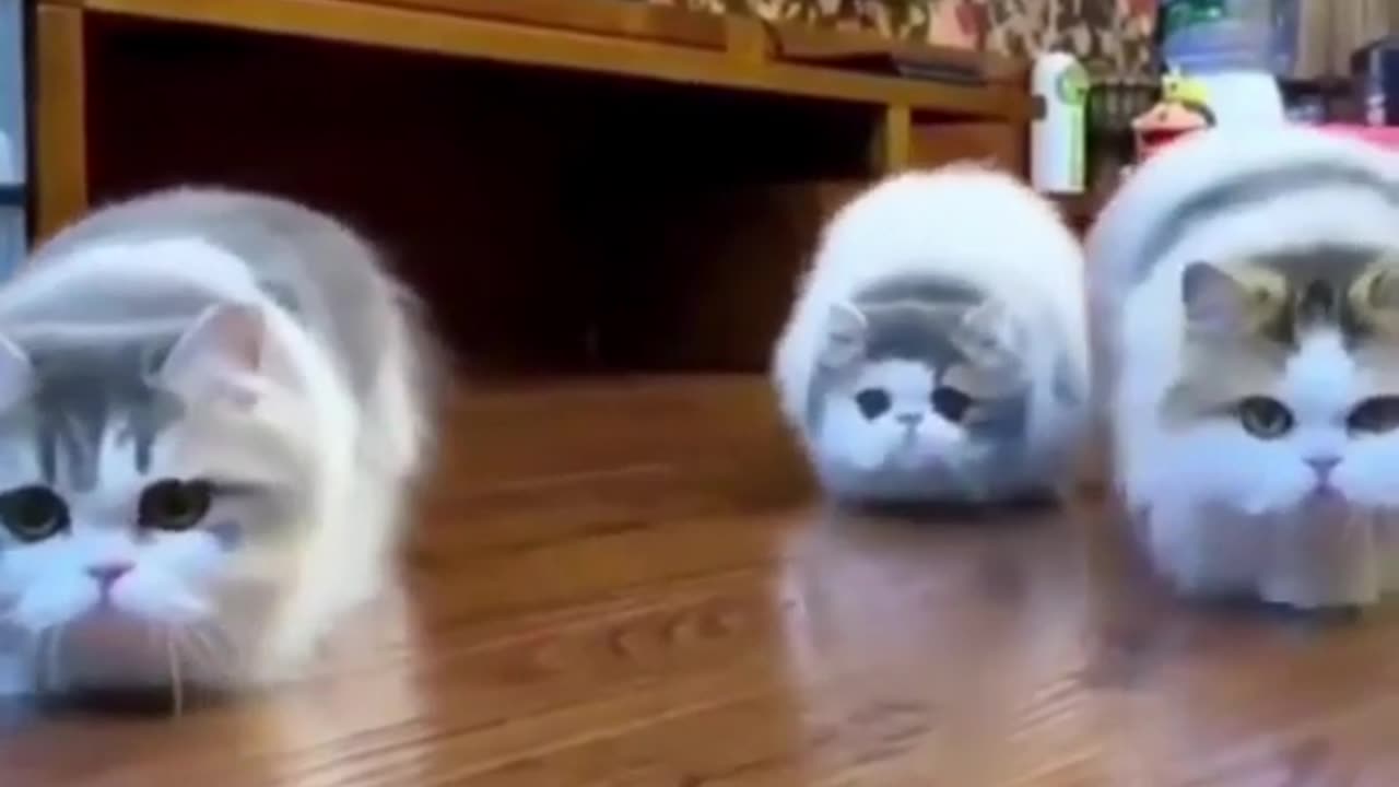 Best Funny Animal Videos Of The 2023 🤣