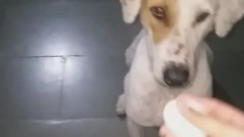 Gori The funny dog- Raw egg challenge