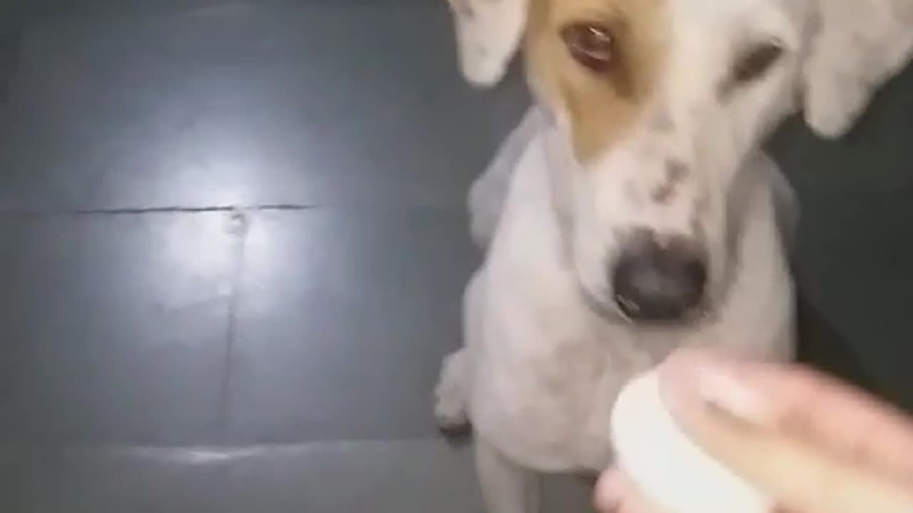 Gori The funny dog- Raw egg challenge