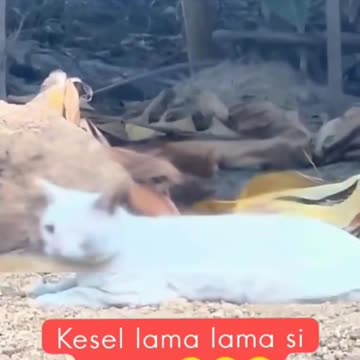 White Cat Disturbed by Car Horn Sound