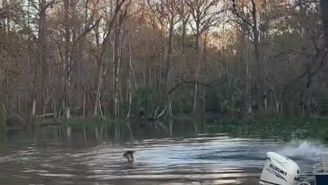 Came across one troop of about 30 monkeys that crossed the river to fight another group.