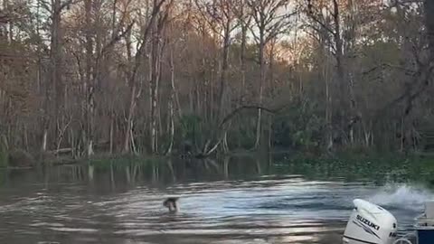 Came across one troop of about 30 monkeys that crossed the river to fight another group.