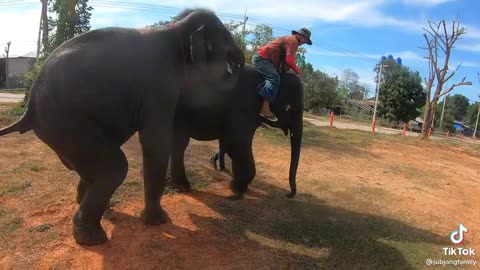 Elephant video / quite elephant