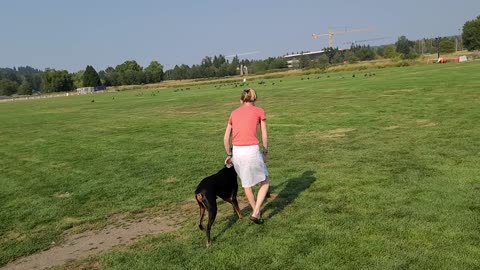 Hanz versus more geese