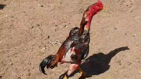 Fighting cock 🐓, Asian champion