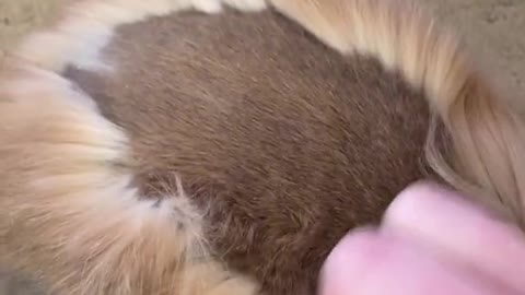 fluffy bunny body