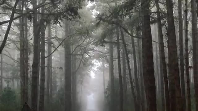 Who would you like me to come here?