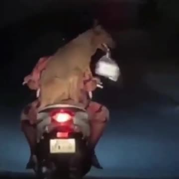 Funny Animal Videos 🤣