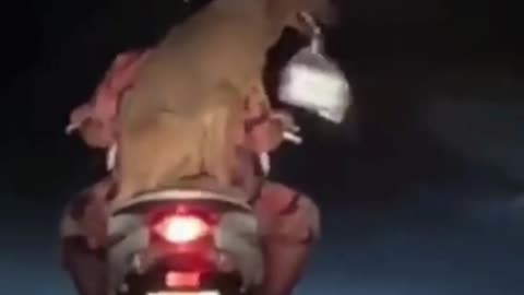 Funny Animal Videos 🤣
