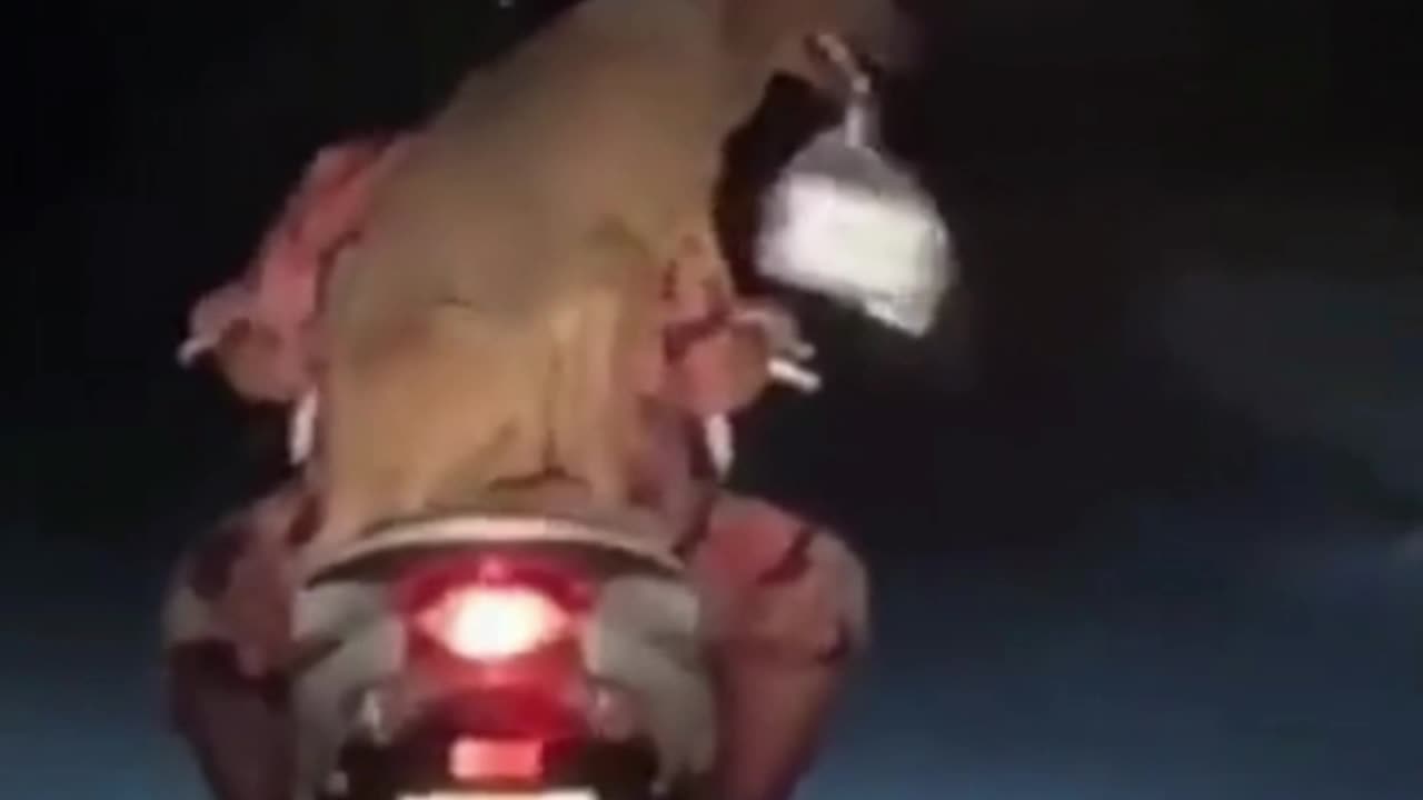 Funny Animal Videos 🤣