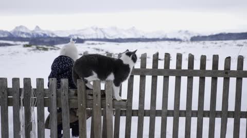 Mountains Snow Alpine Child Play Cat Fence Cap