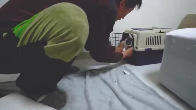 My Dad who said "I don't like cat" Finally Meets the Rescued Kitten