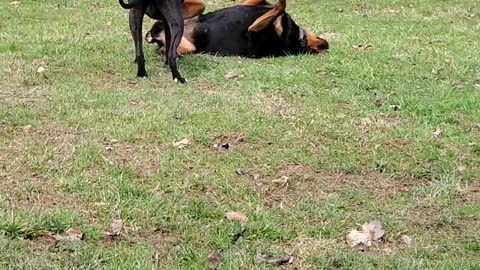 Happy dogs