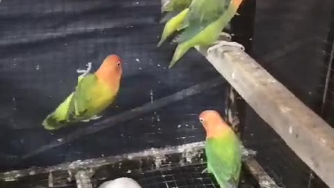 Parrots Love. Love birds