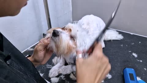 Dog grooming