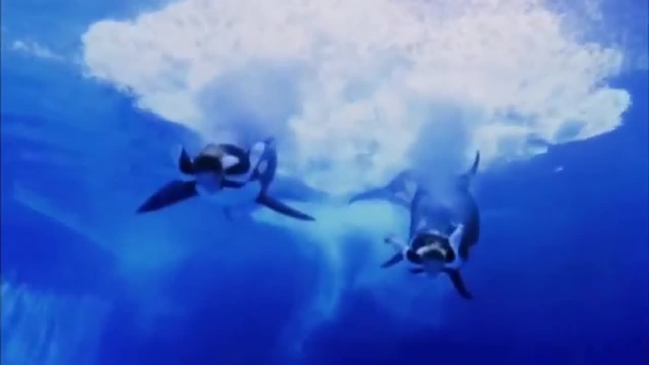 The Most Horrific Orca Attacks Marathon