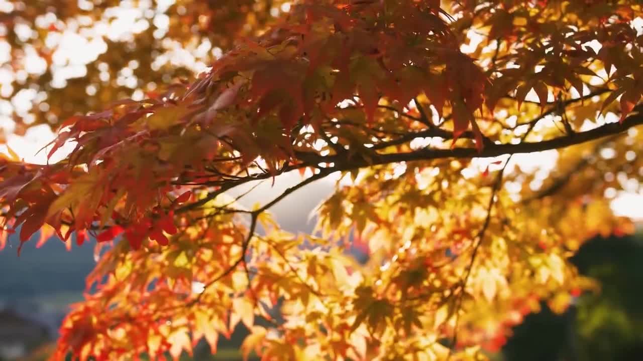 Enchanting Autumn Forests with Beautiful Piano Music