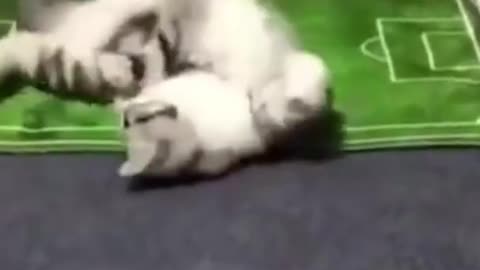 Playing cats