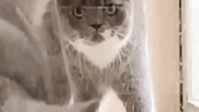 cat IQ test