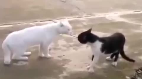 Cat funny dance 🤣