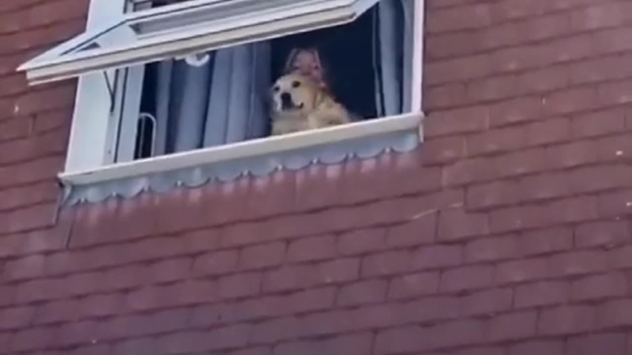 cute dog