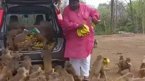 every monkeys the dream