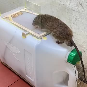 Mouse 🐭🐁 Trap 🪤 ideas 💡✨