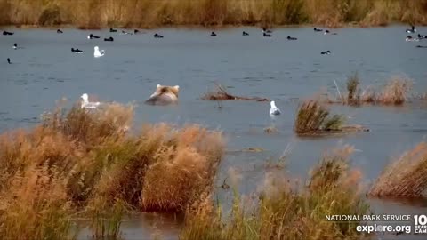 Bears fishing in river