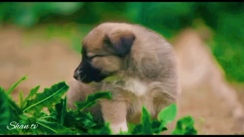 Funny dog puppies