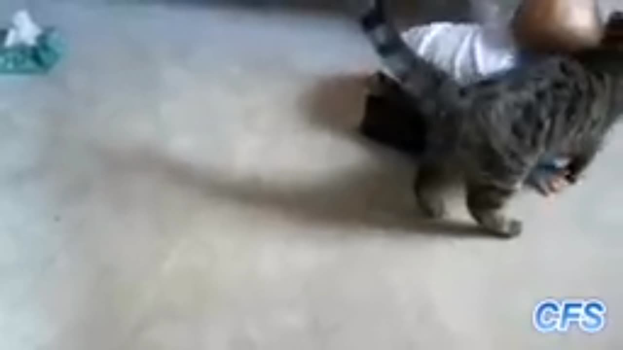 Funny clips 😂 video 2023 cute cat pats video