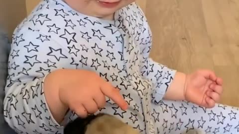 cute dogs playing with small baby