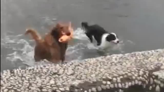 cute and funny Dogs Videos