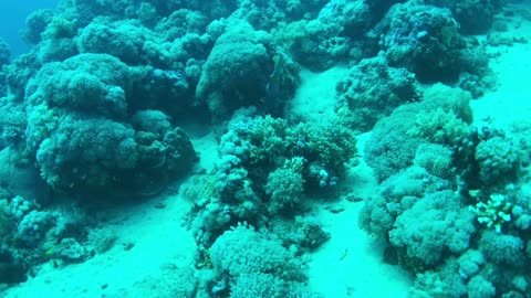 Beautiful Angelfish in the Coral Reef - No Sound