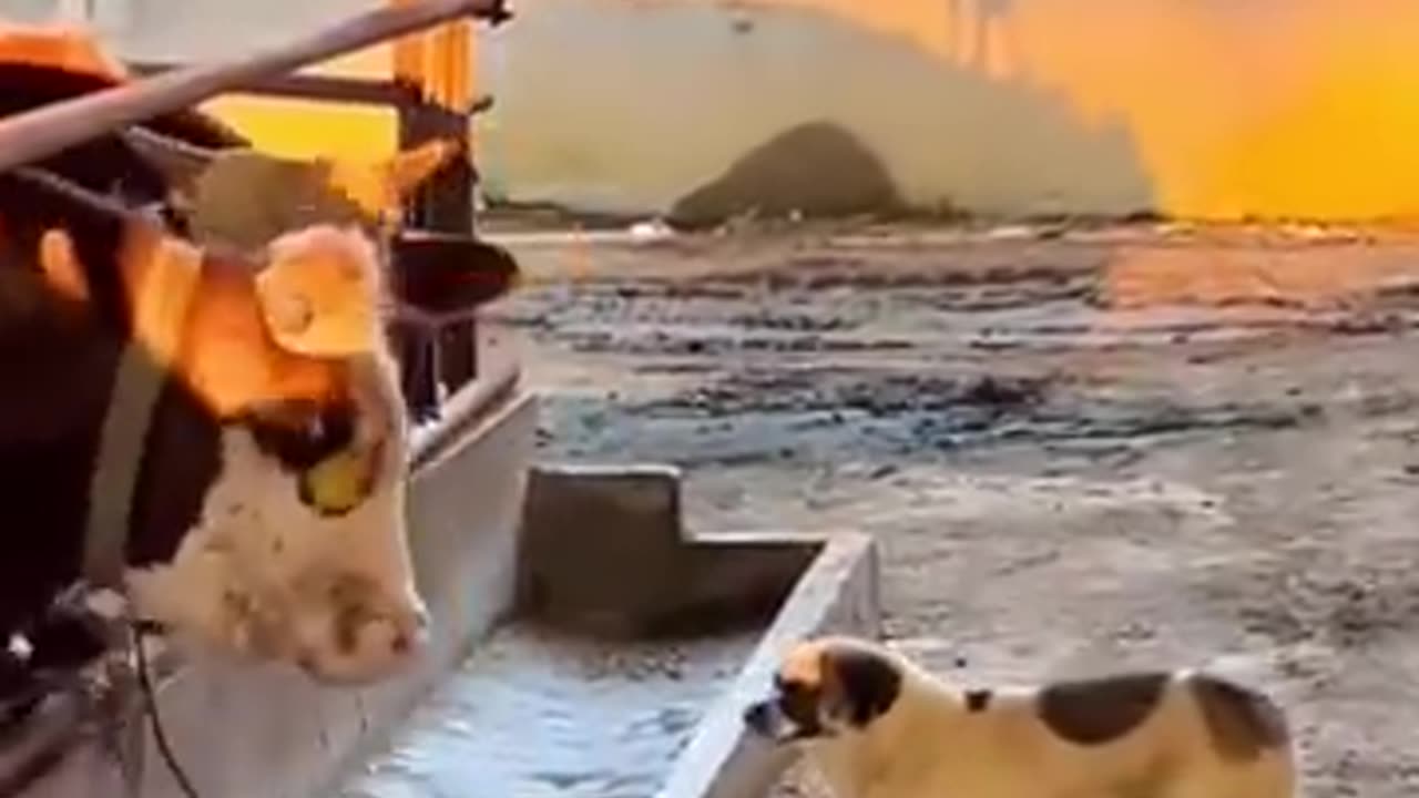 Animal funny video