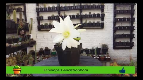 Echinopsis Ancistrophora