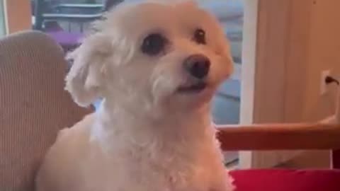 Lovely 🐕