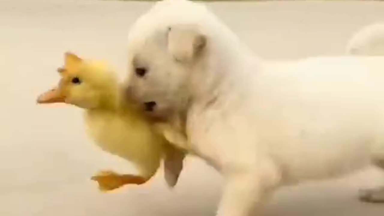 Dog in duck fight video