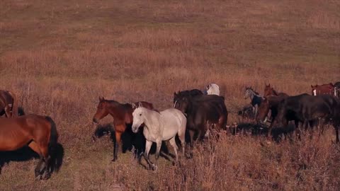 Horses grazing on a farm