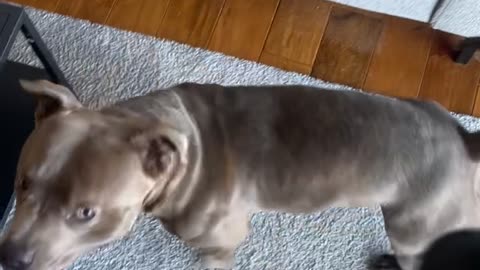 Massage Gun Pup