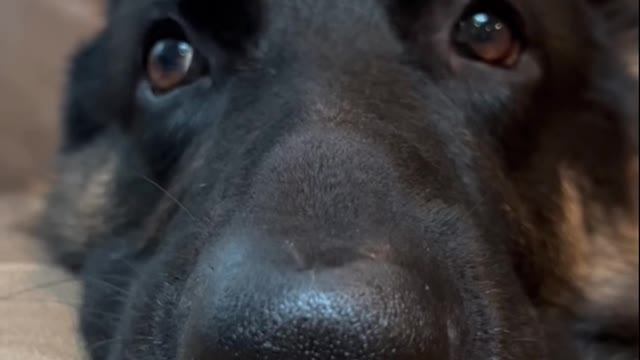 FUNNYGermanShepherdHadaTERRIBLEDay