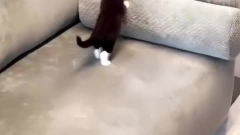 Kitty is ready for attack :)