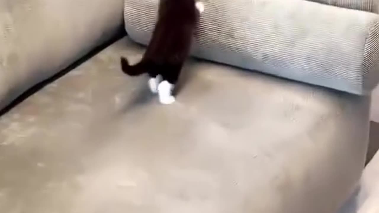 Kitty is ready for attack :)