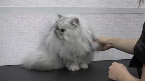 Are cats or dogs easier to groom? | Gorgeous Himalayan/Persian